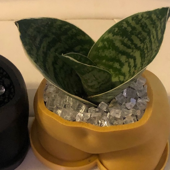 Booty butt pots - Picture 7 of 8